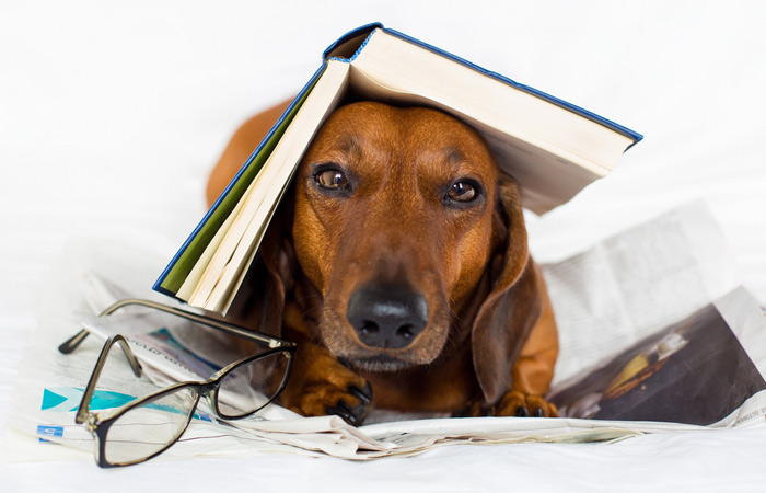 The Best Books about Dogs — Barnes & Noble Reads