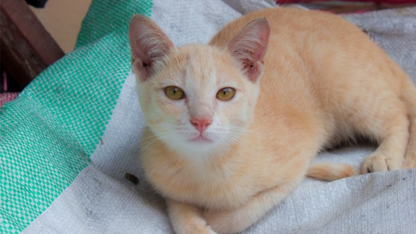 Read 8 Fictional Cats We Love