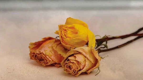 Read Nicholas Sparks Blends Romance and Mystery in See Me