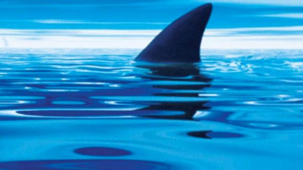 Read 8 Books That’ll Make You Scared to Go Back in the Water